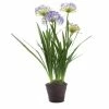 Florabelle - Agapanthus In Paper Pot Lavender
