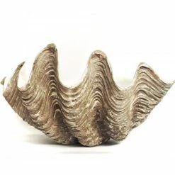 Clam Shells - Vintage King Clam 85cm
