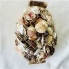 Clam Shells - Santa Maria Shell Pack 2kg